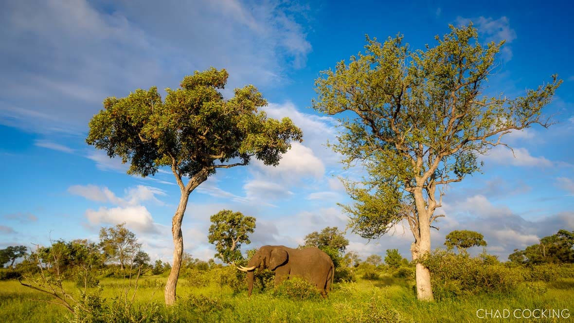 Elephant browsing among green summer vegetation between two tall trees under a bright blue sky.