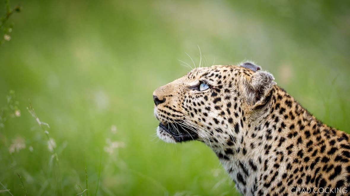 Close-up of a leopard looking upward through soft green summer grass.