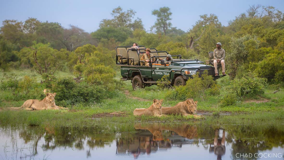 Safari vehicle watching three lions resting beside a waterhole in lush summer vegetation.
