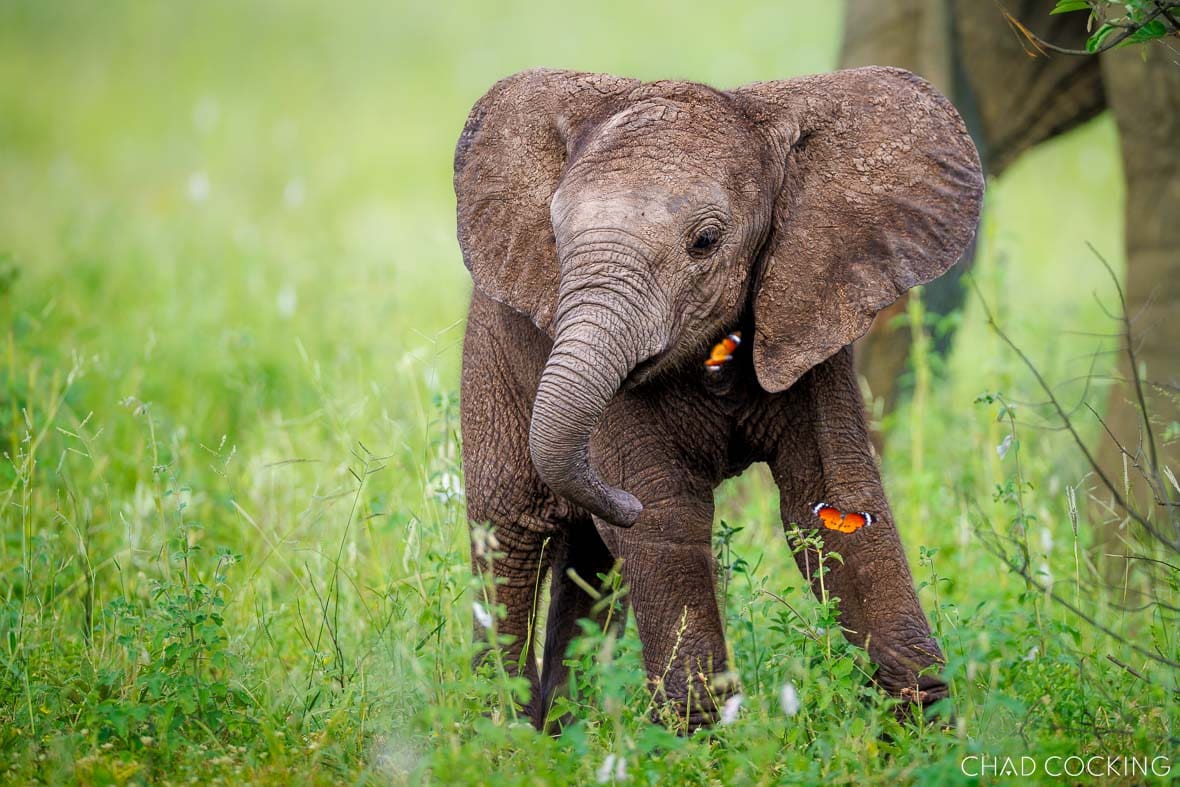 Young elephant calf walking through green summer grass with orange butterflies fluttering around it.