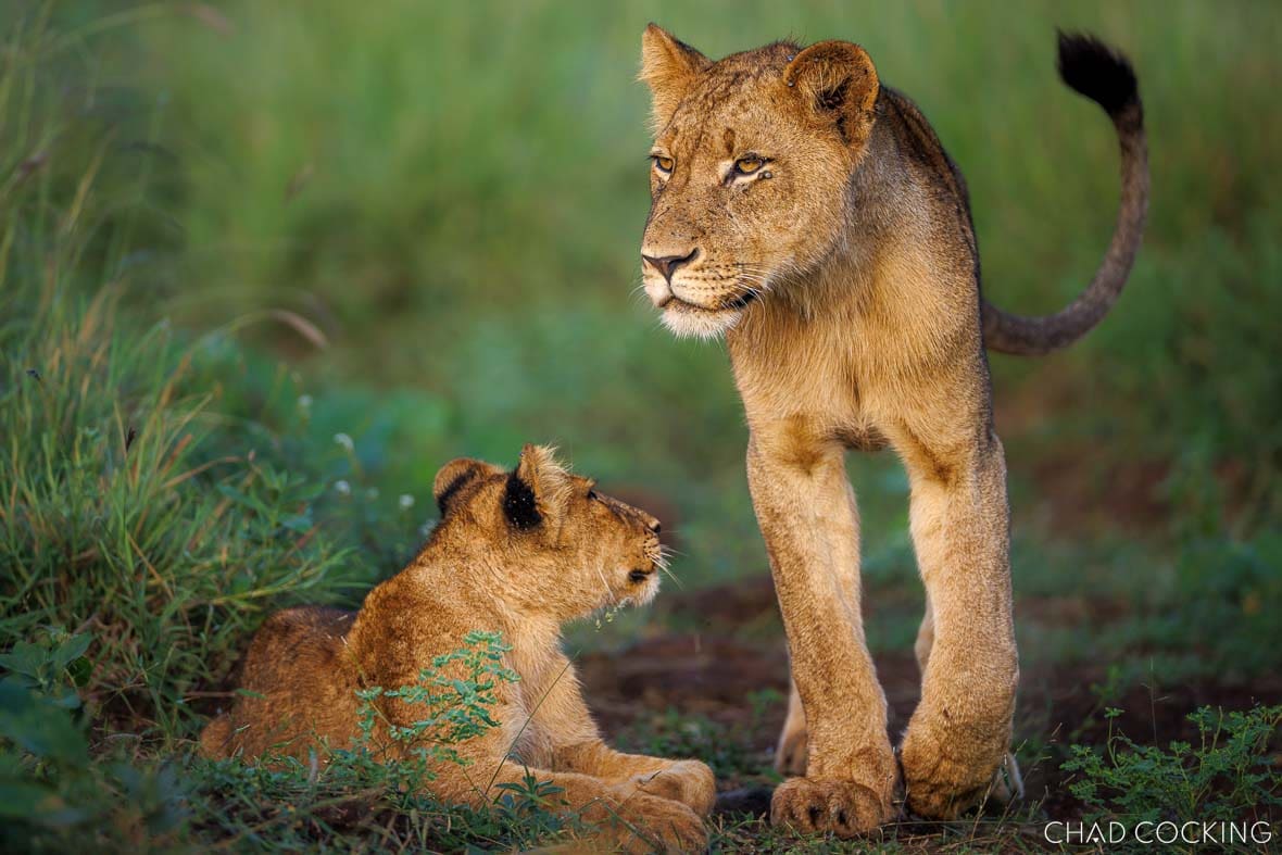 Two lion cubs interacting in green grass, one lying down and the other standing.