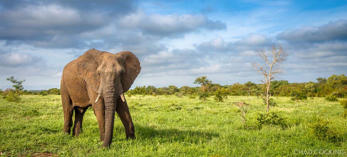 Large elephant standing in bright green summer vegetation beneath a partly cloudy sky.