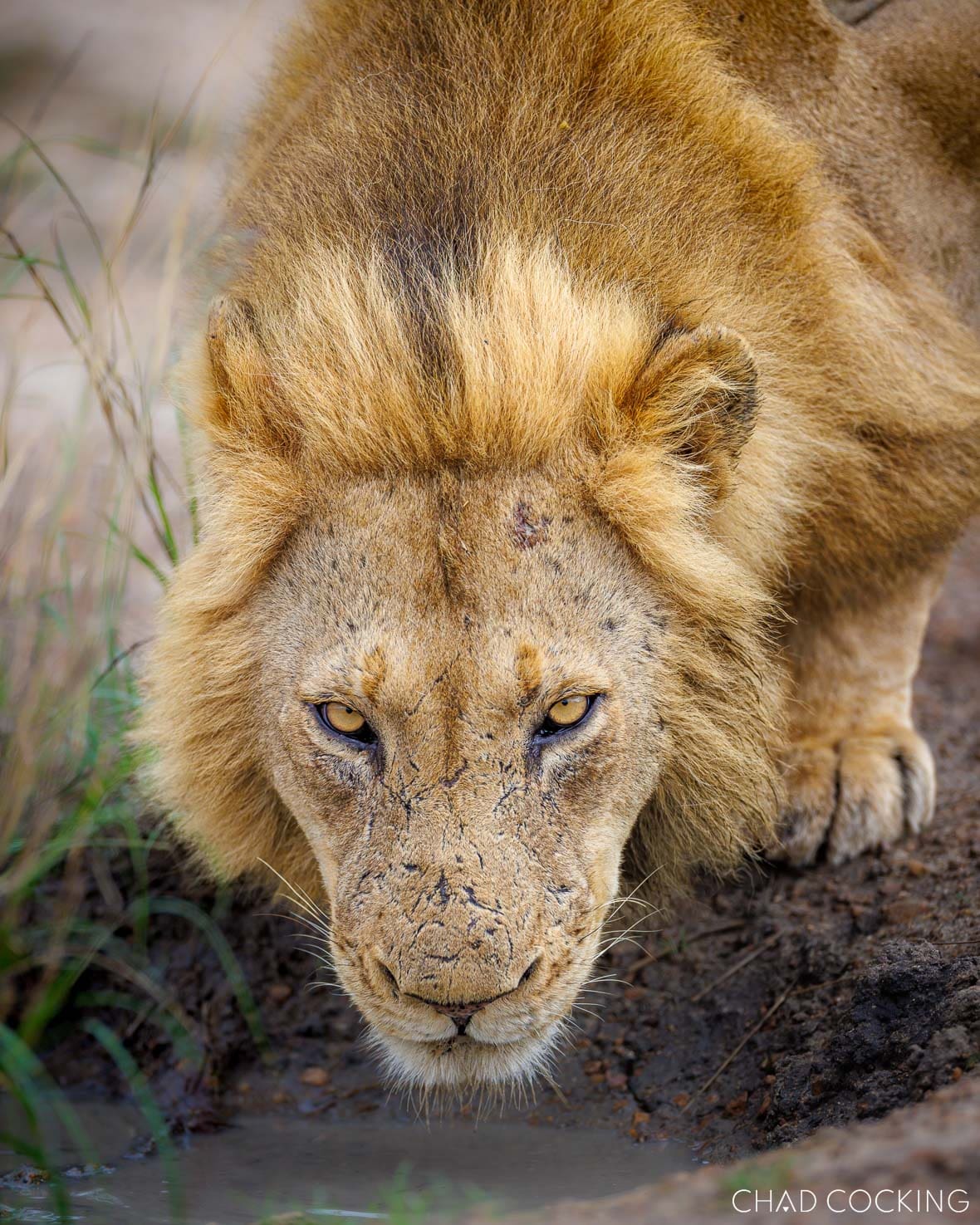 Male lion crouched at a waterhole, staring intensely while drinking.