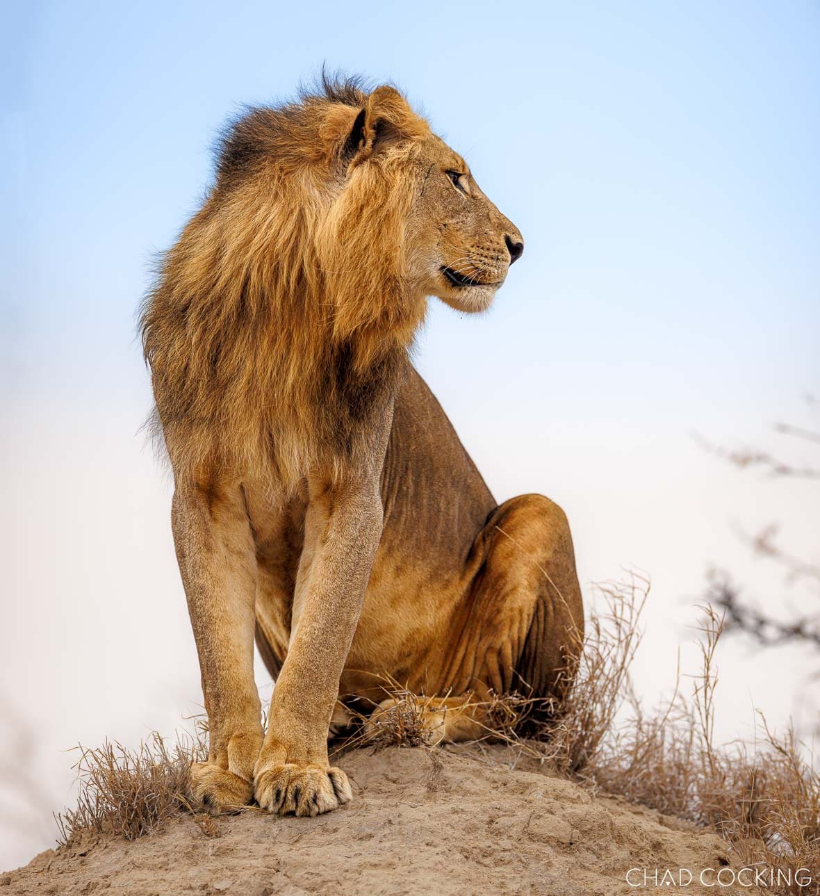 Young Sark Breakaway male lion sitting on a mound, looking into the distance as he faces growing pressure from the dominant Nkombo males.