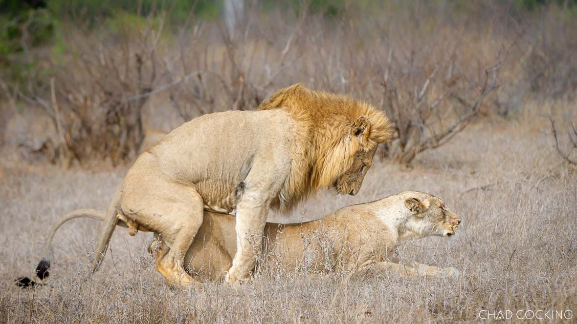 Nkombo male lion mating with a young Sark Breakaway lioness during a pride takeover.