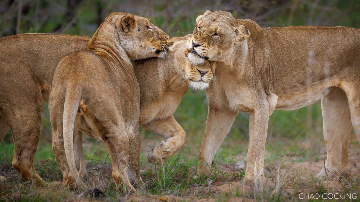 Three lionesses from the Sark Breakaway Pride greeting and rubbing heads affectionately.