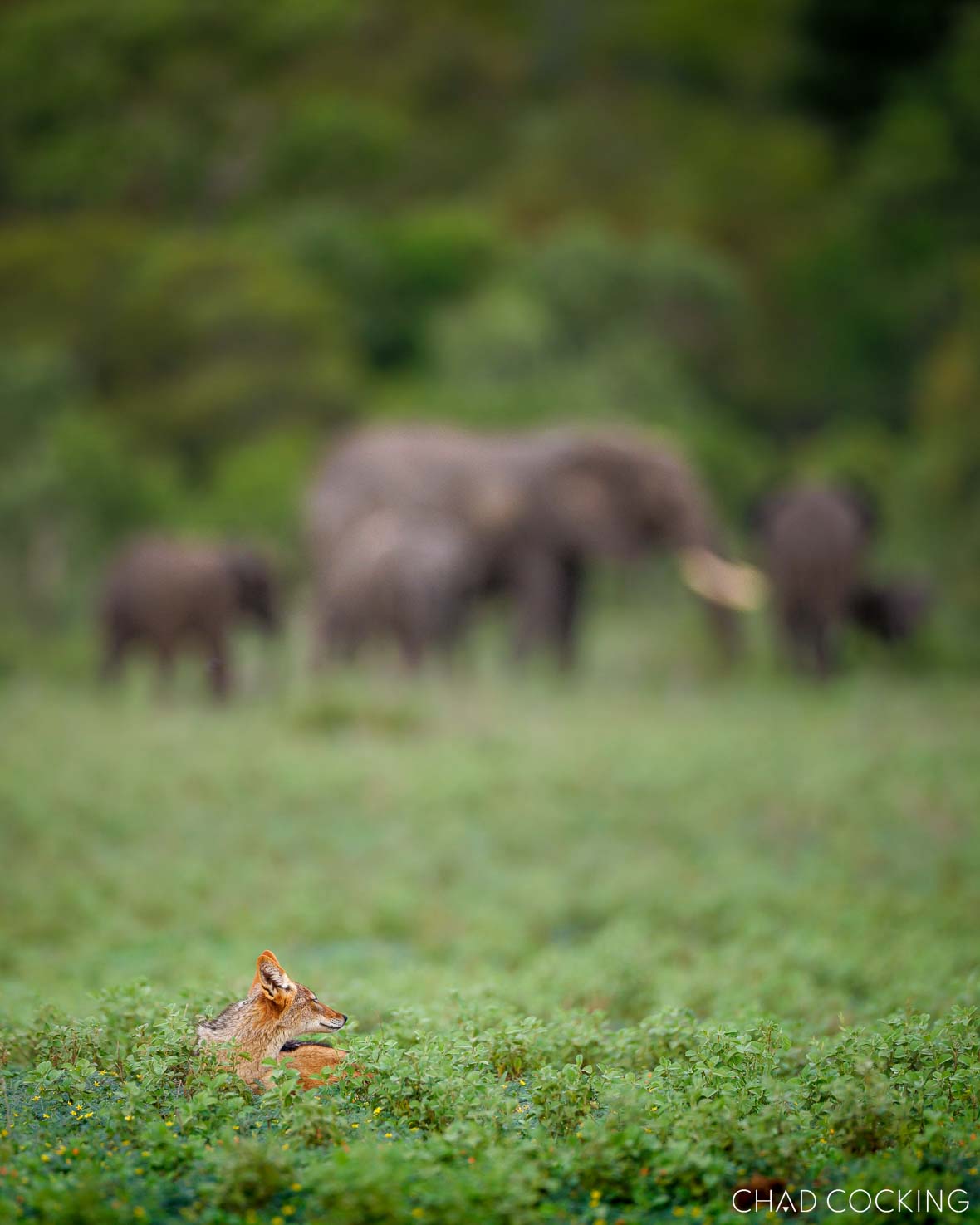 A black-backed jackal lying in lush green vegetation while a herd of elephants grazes in the blurred background.