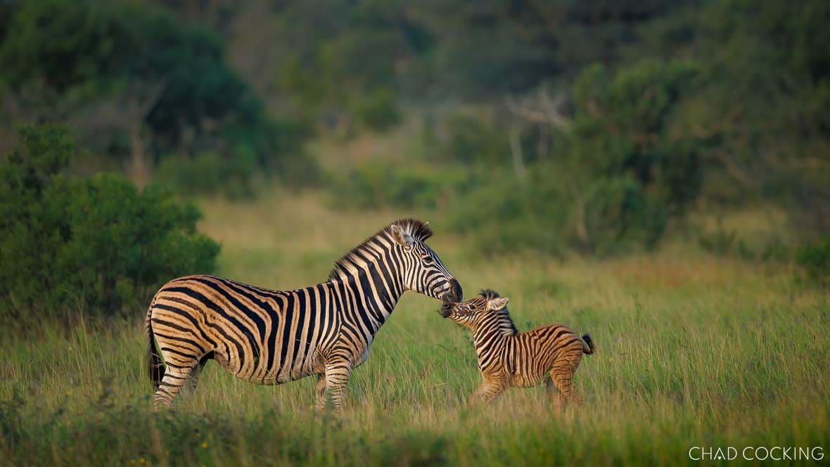 A zebra mare nuzzles her young foal in a sunlit grassy clearing.