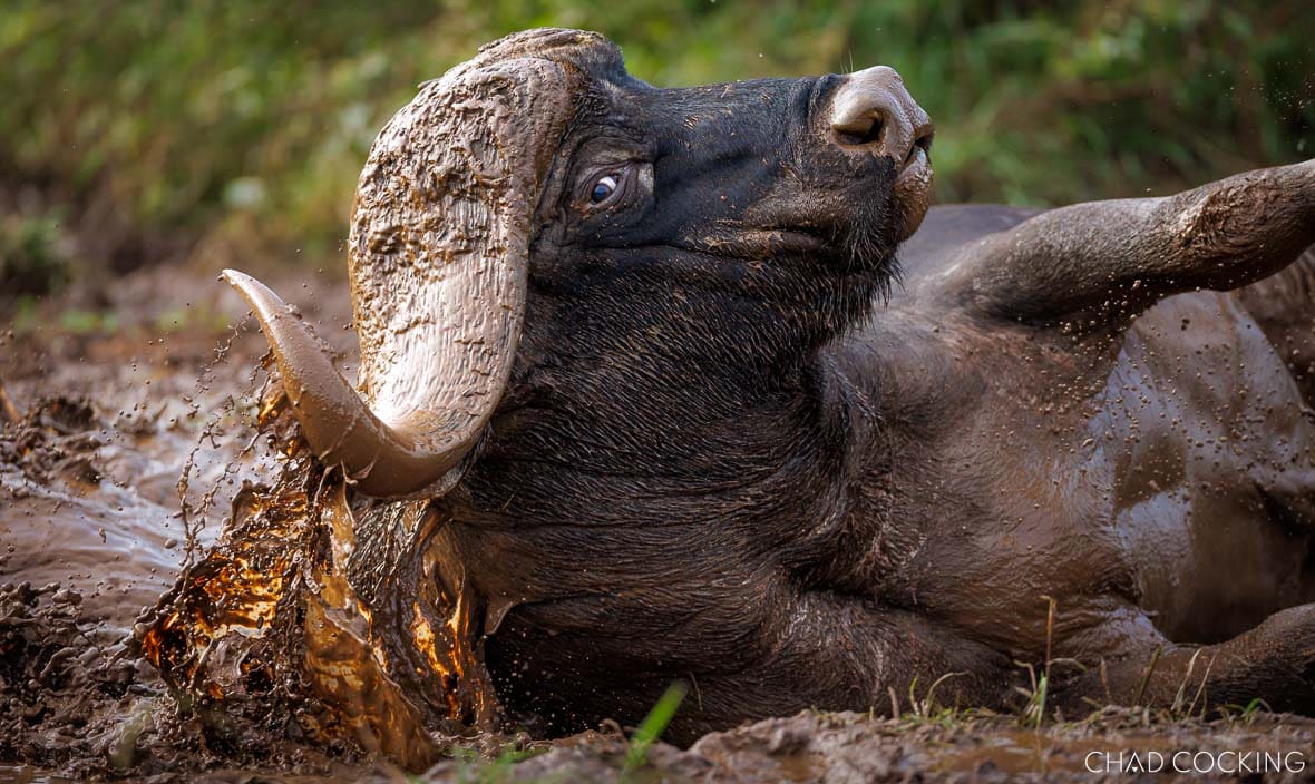 Buffalo bull splashing in a muddy wallow after summer rain.