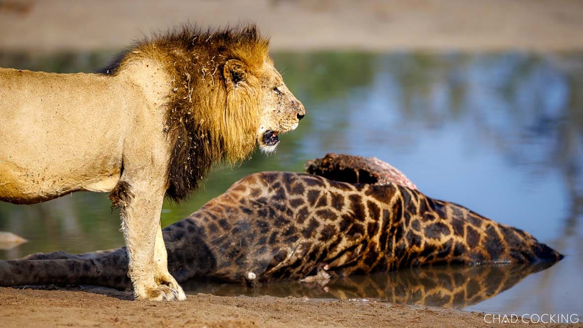 Vuyela male lion feeding on a giraffe carcass partially submerged in water.