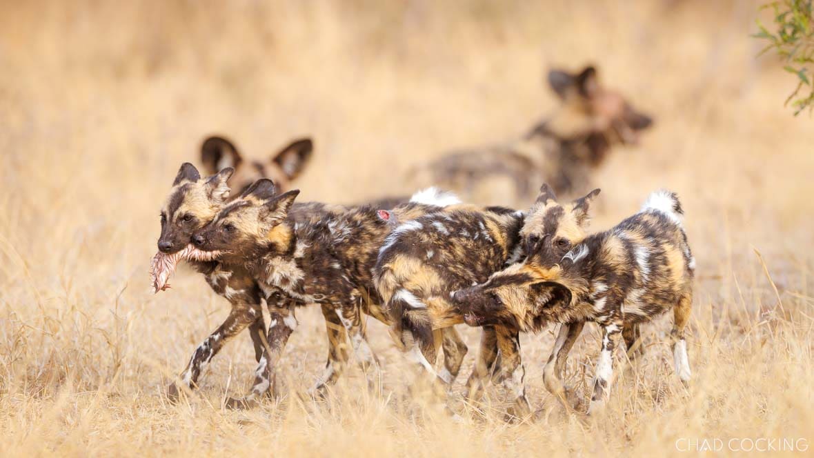 A group of wild dog pups trotting through dry grass, one carrying a scrap of meat.