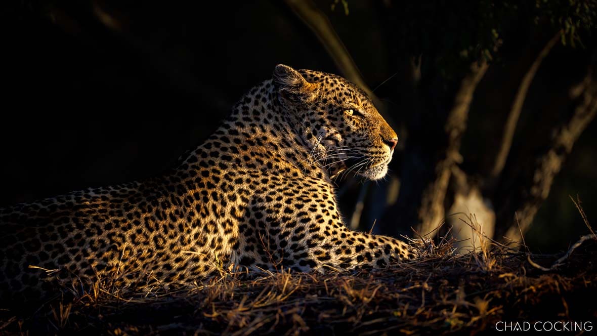 Male leopard Xivati resting in golden afternoon light on a ridge.