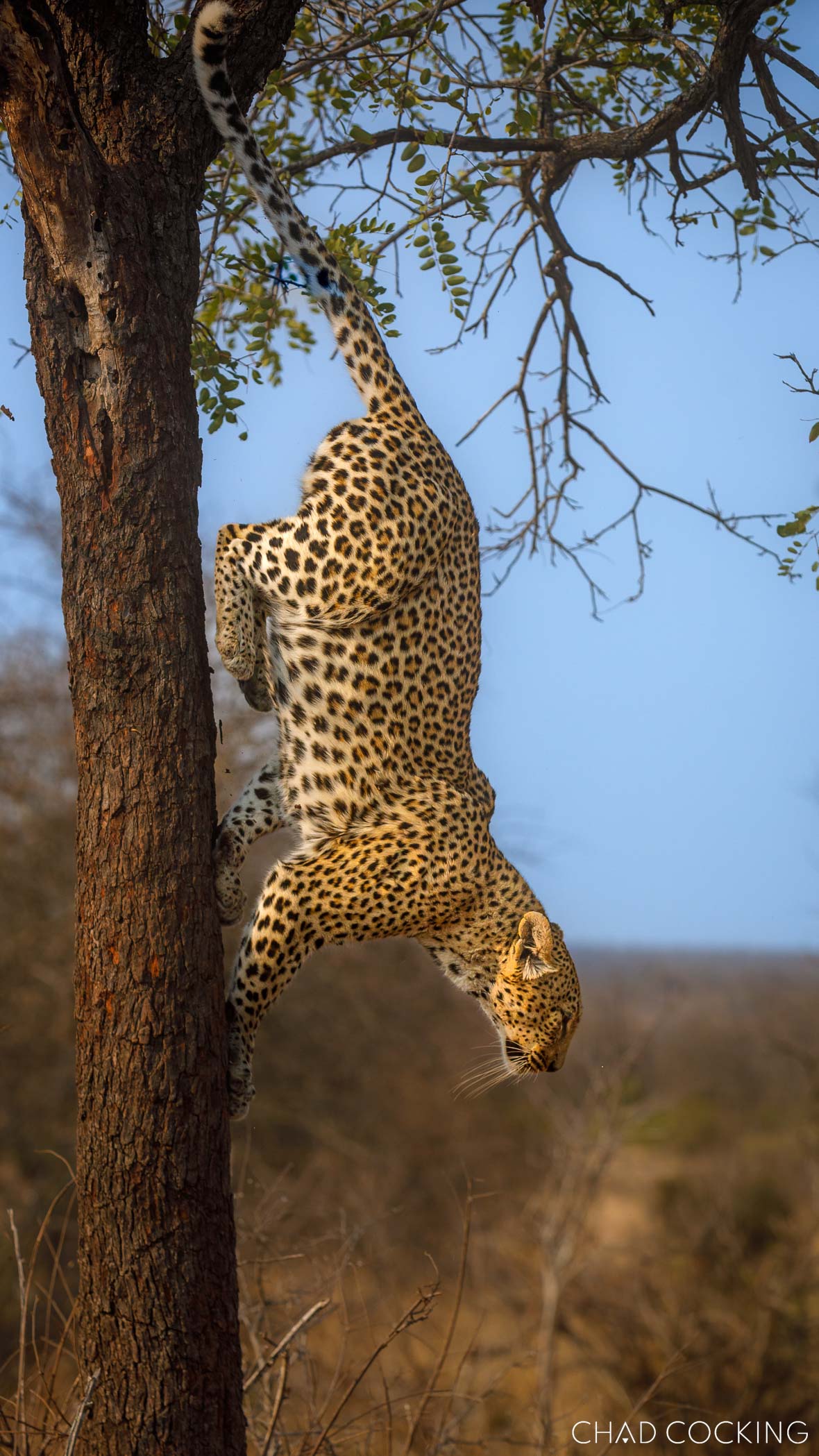 A female leopard, Marula Junior, descends a tree with effortless agility against a clear blue sky.