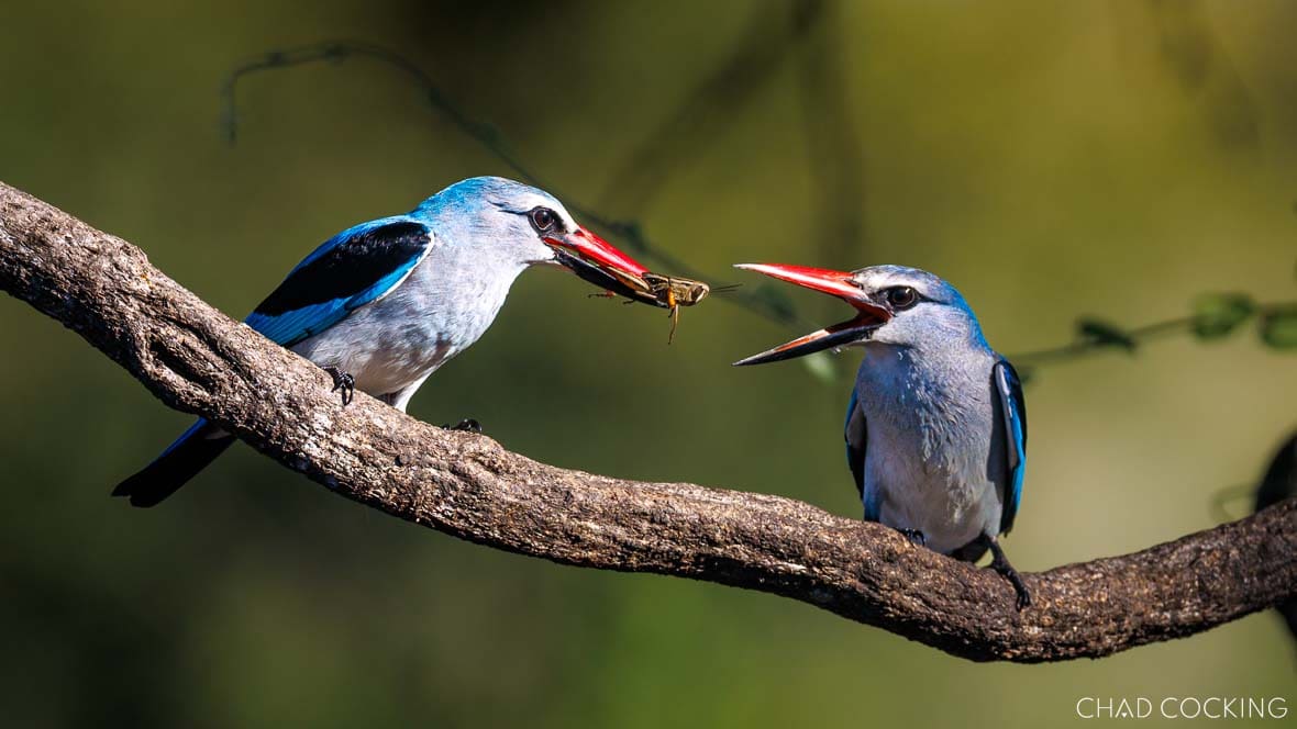 Two woodland kingfishers perched on a branch, one offering an insect to the other.