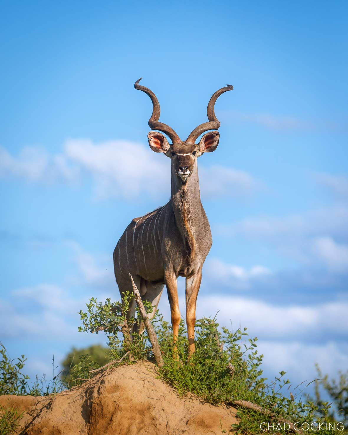 A male kudu stands proudly on a mound under a bright blue sky.