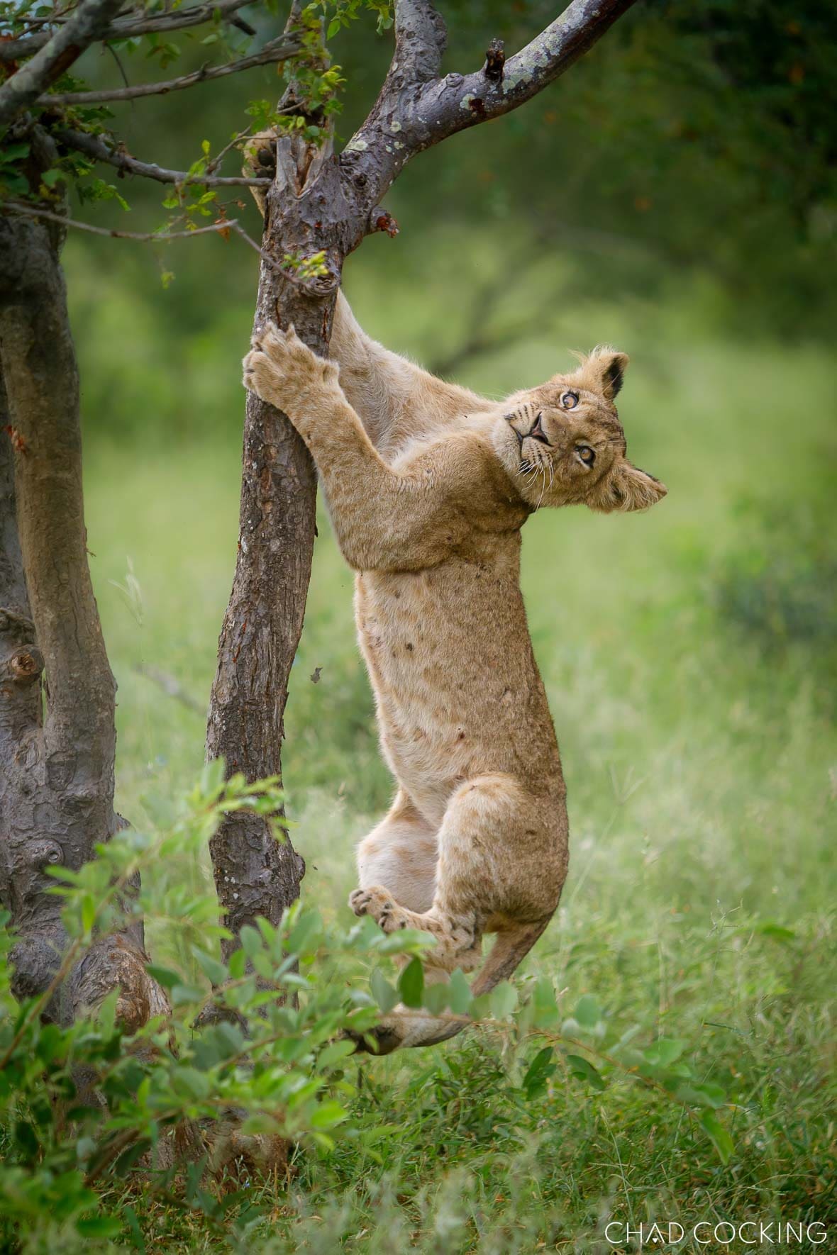A playful lion cub clings to a tree trunk in green bushveld.