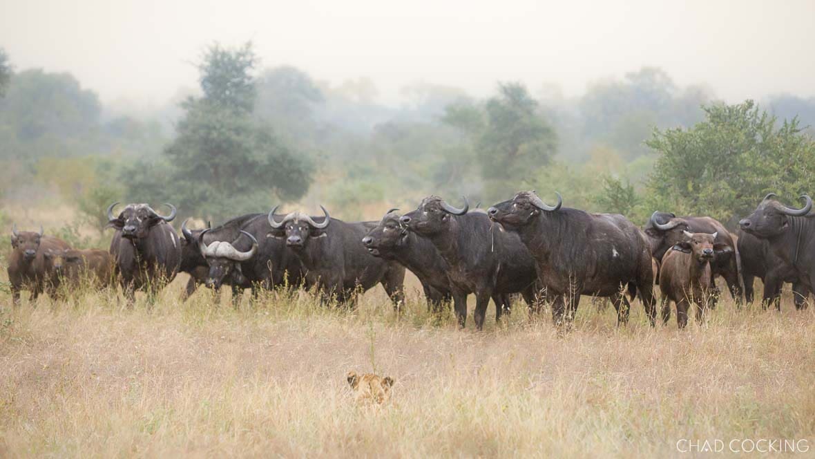 A herd of buffalo mobs together in long grass, confronting a lion hidden at the front.