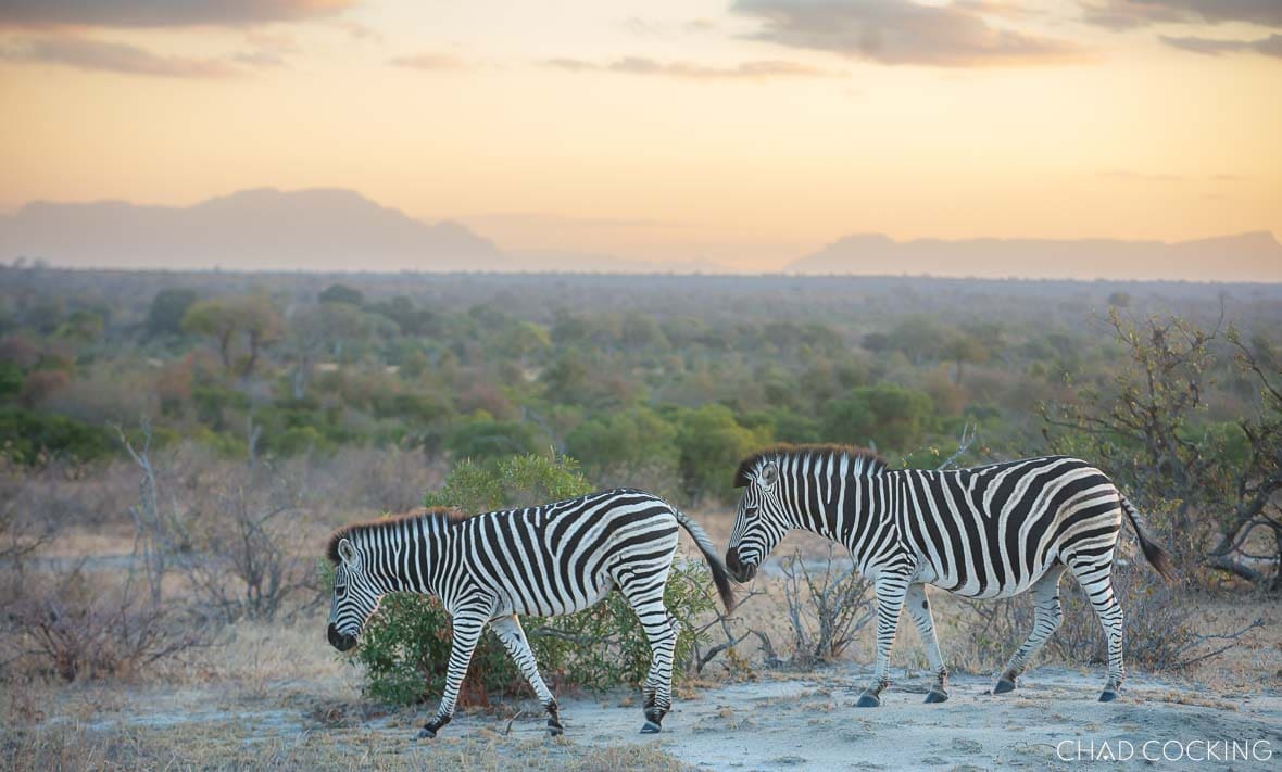 Two zebras walk across an open plain at sunset with the Timbavati landscape and Drakensberg mountains in the distance.
