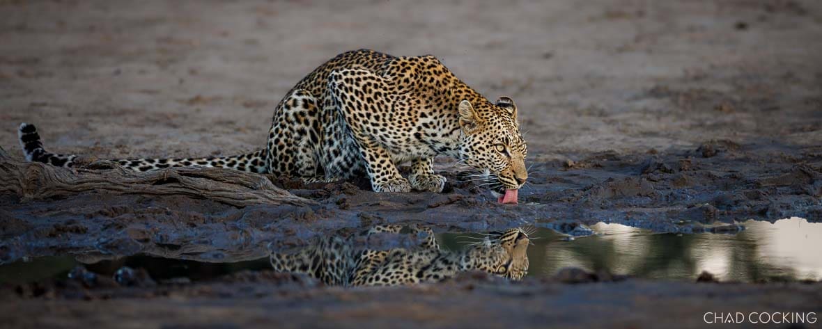 A young male leopard crouches at a muddy waterhole drinking, with his reflection visible in the still water.