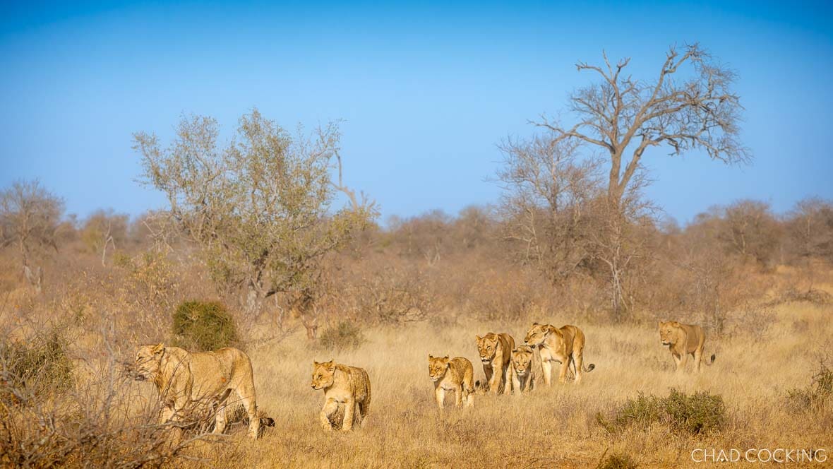 A line of River Pride lionesses and sub-adults walk through dry grassland under a clear blue sky in the Timbavati.