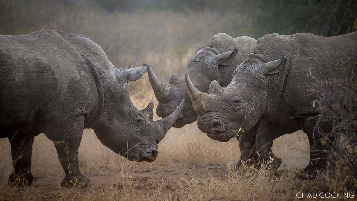 Three white rhinos facing off in dry Timbavati grassland, two younger bulls posturing against an older male.