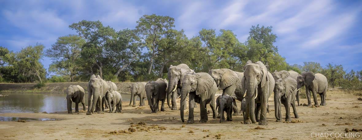Large herd of African elephants, including calves, gathered at a waterhole in the Timbavati under a bright blue sky.