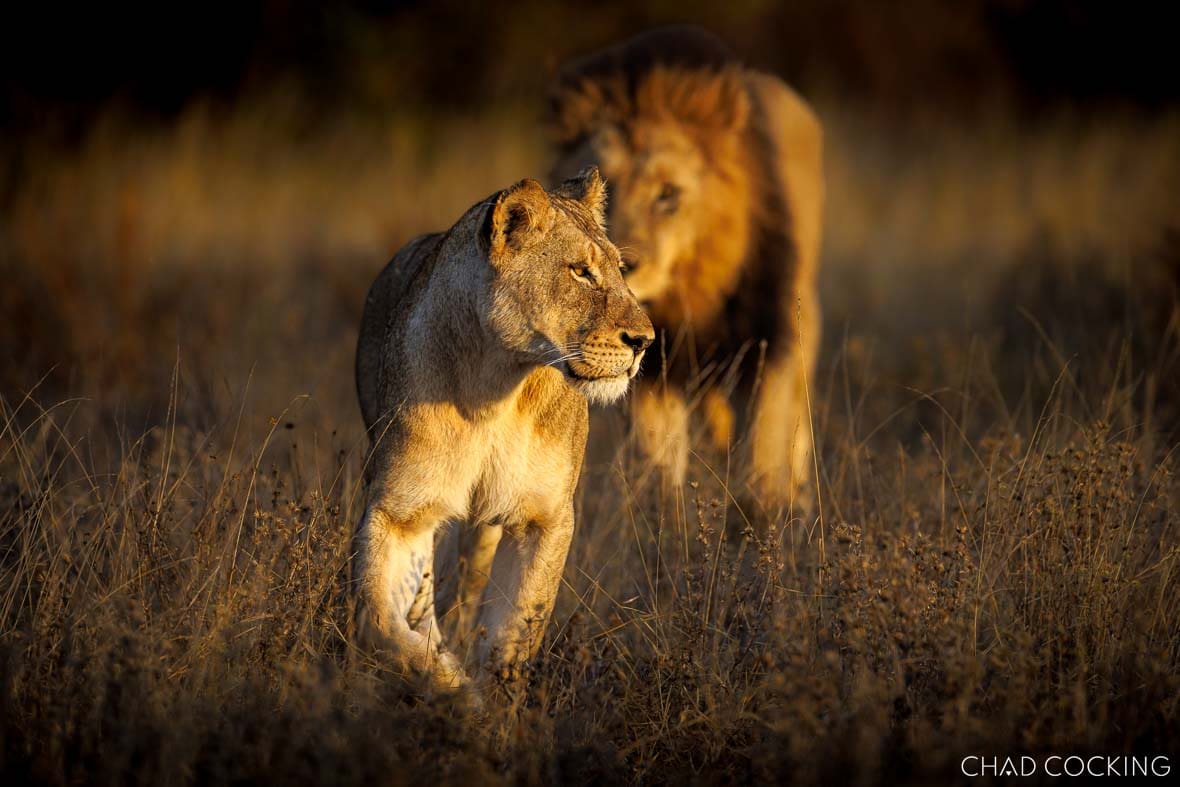 Lioness walking through golden grass at sunrise with a male lion following behind her in soft light.