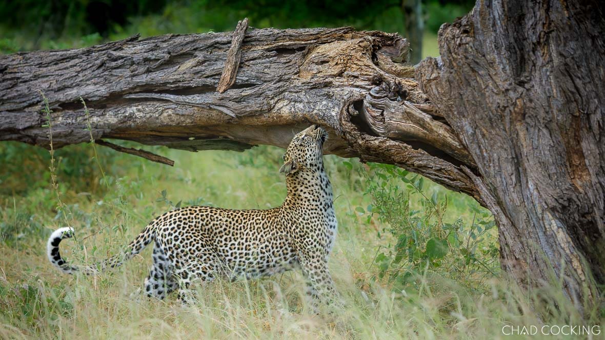 Nyeleti female leopard walking through golden light in the Timbavati, looking alert.