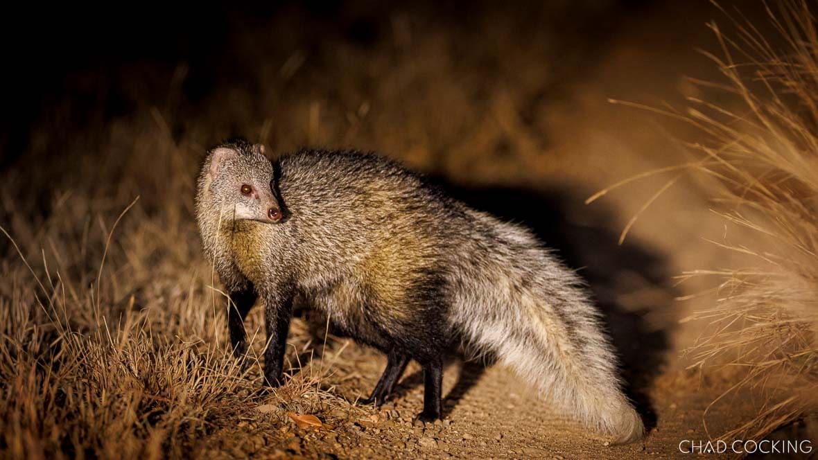 White-tailed mongoose standing alert on a sandy path at night.