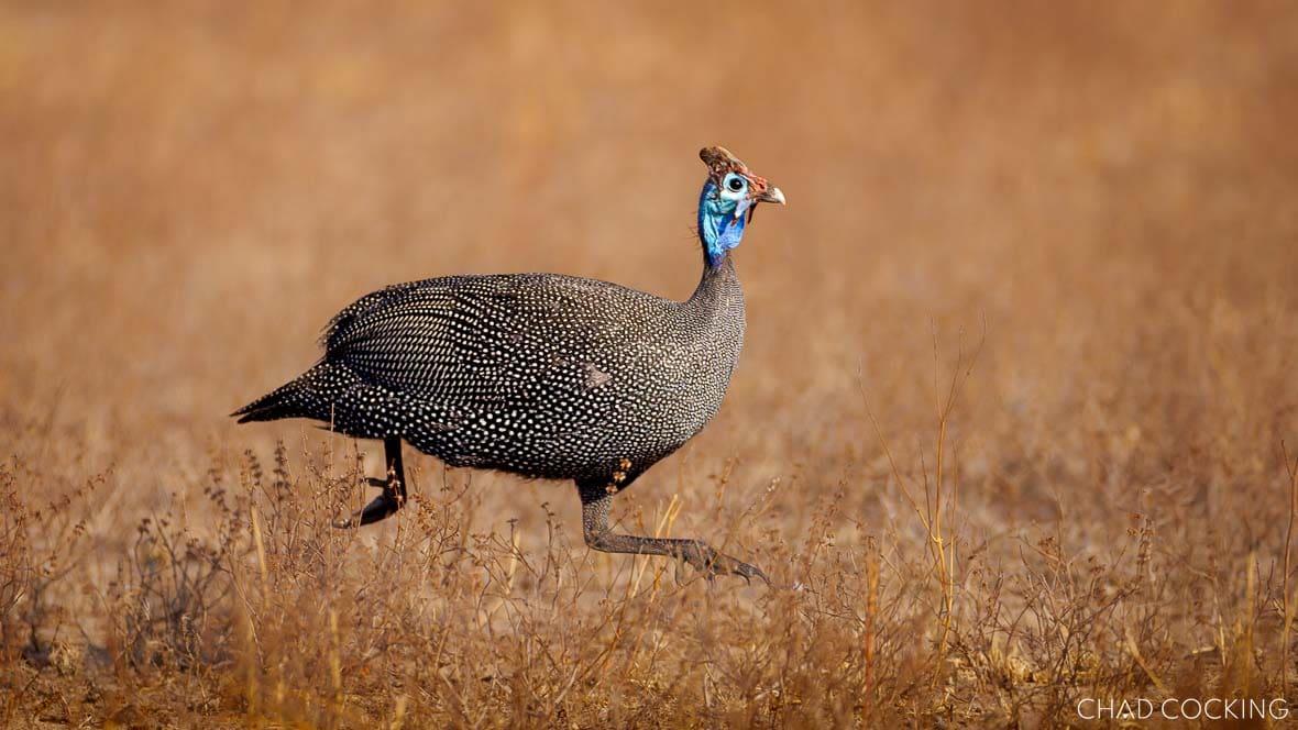 Helmeted guineafowl standing alert in soft morning light, showing its bright blue head and speckled plumage.