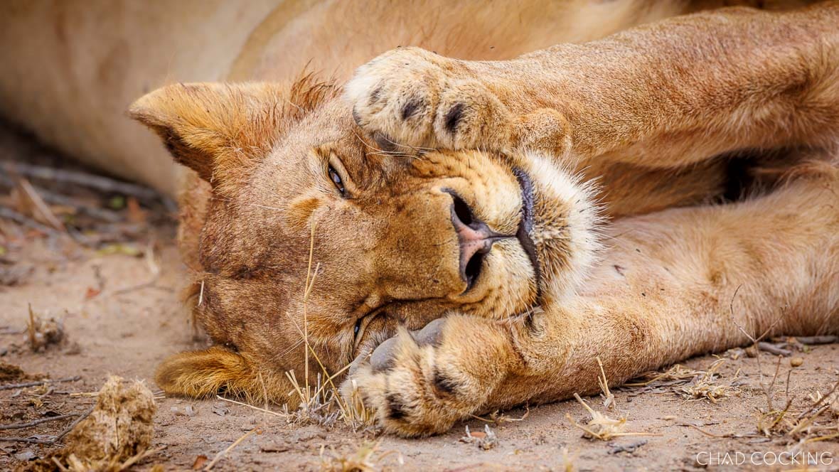 Two lions resting together, one lion’s paw gently cupping the other’s face.