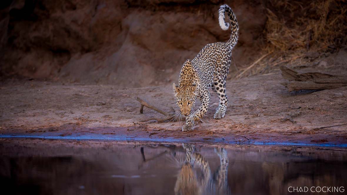 A young female leopard rests on a slanted tree branch, looking calmly into the distance.