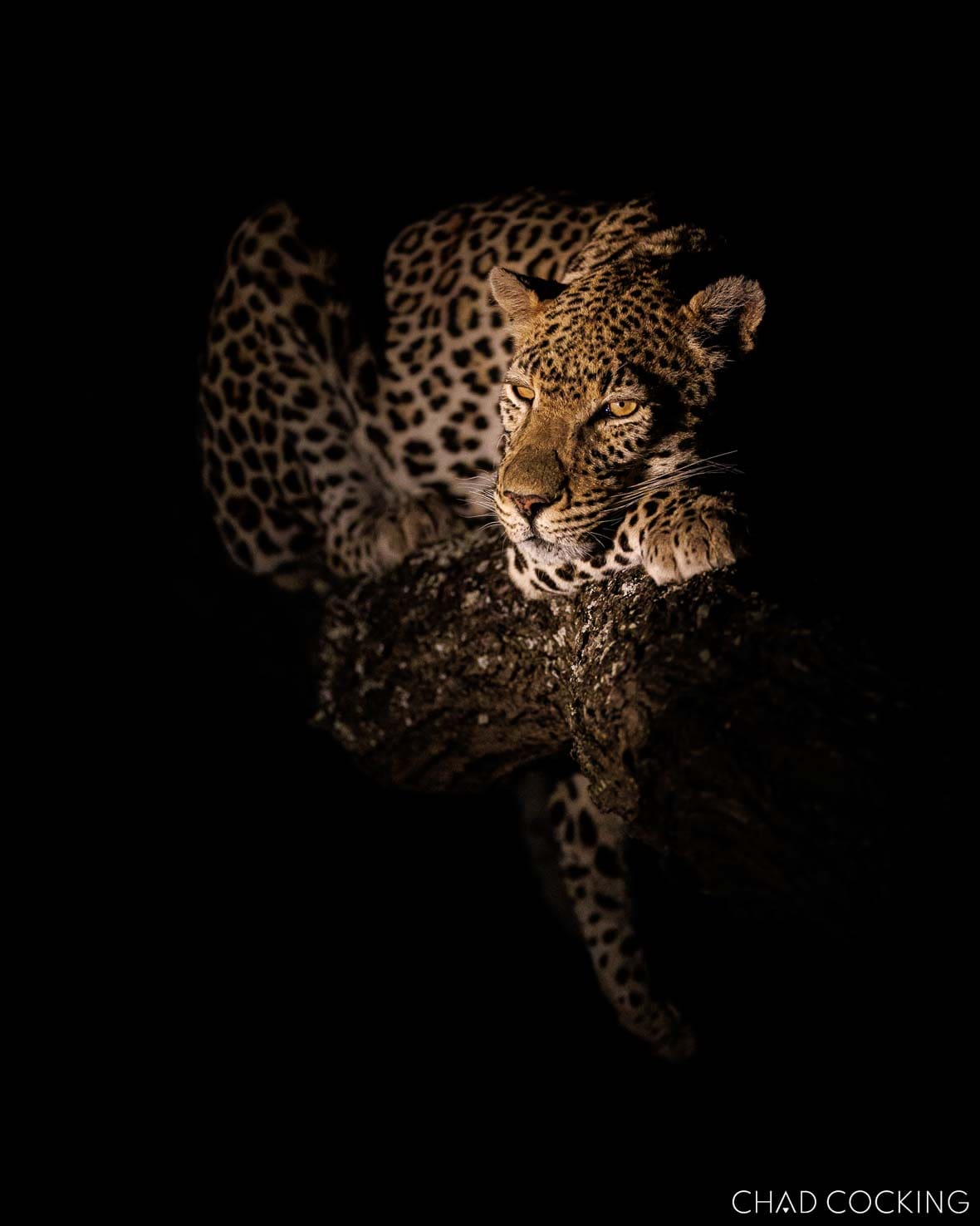 Male leopard lying relaxed on a tree branch at night, impala kill stored nearby.