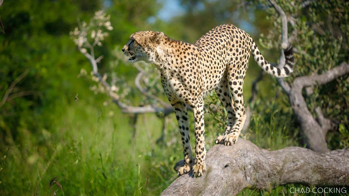 A cheetah sits upright in golden grass, scanning the surroundings in soft afternoon light.