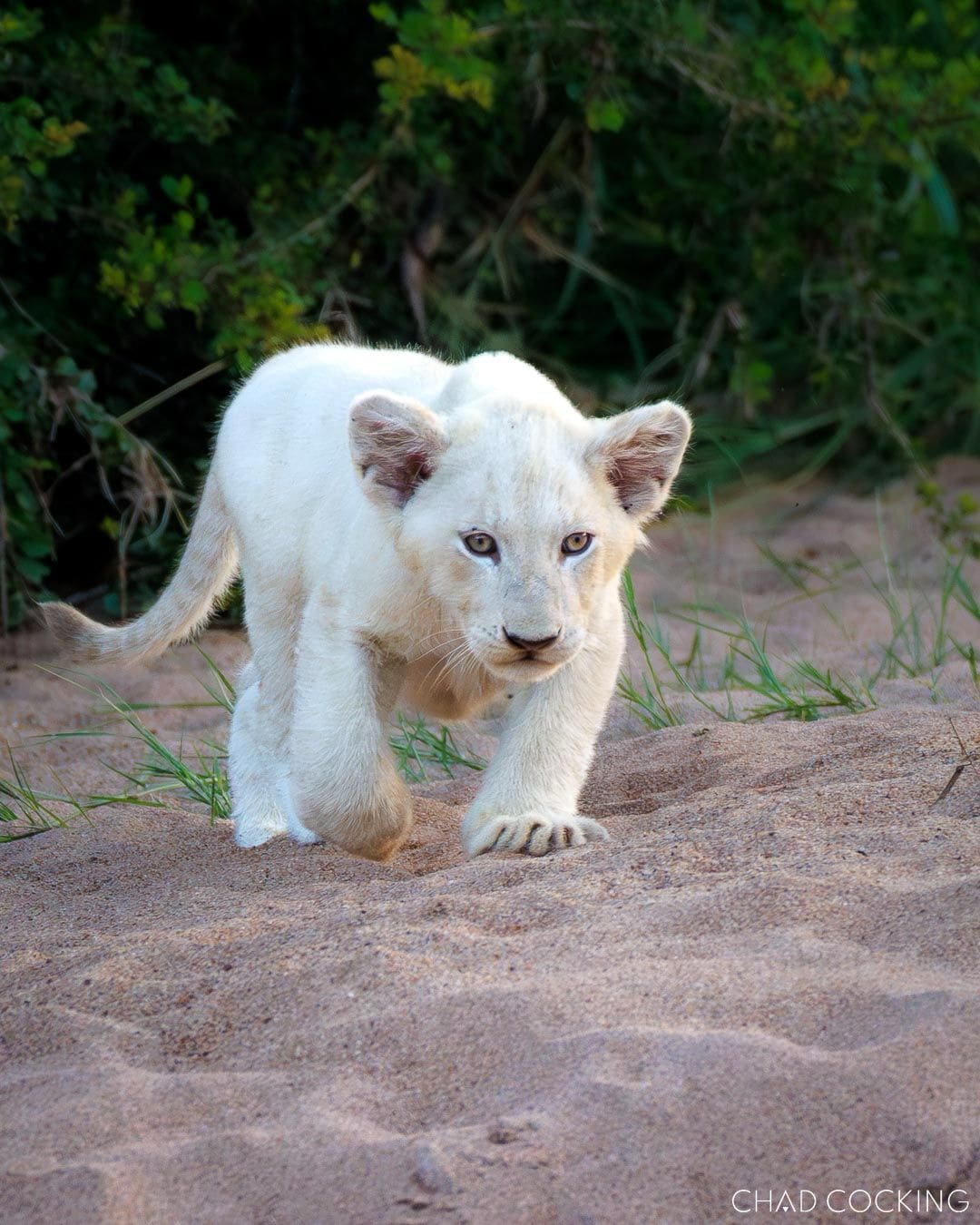 White lion cub walking along a sandy riverbed in the Timbavati Private Nature Reserve.