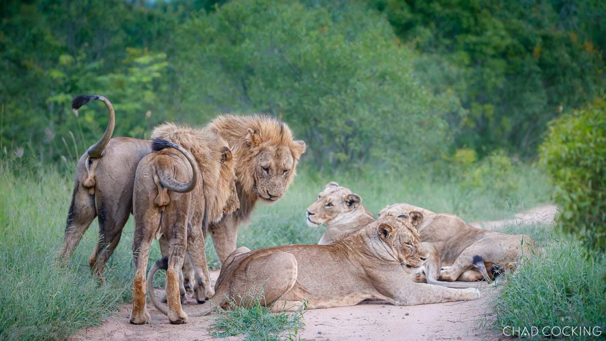 Sark Breakaway lionesses with Nkombo male in Timbavati