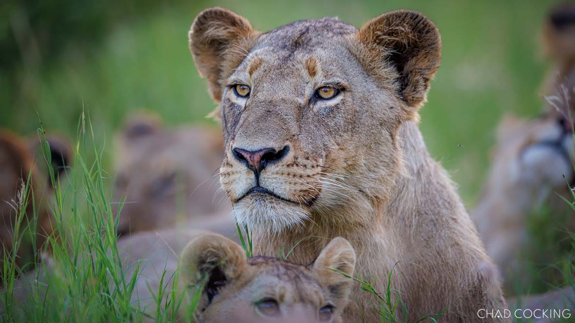 Lioness resting in green summer grass in the Timbavati
