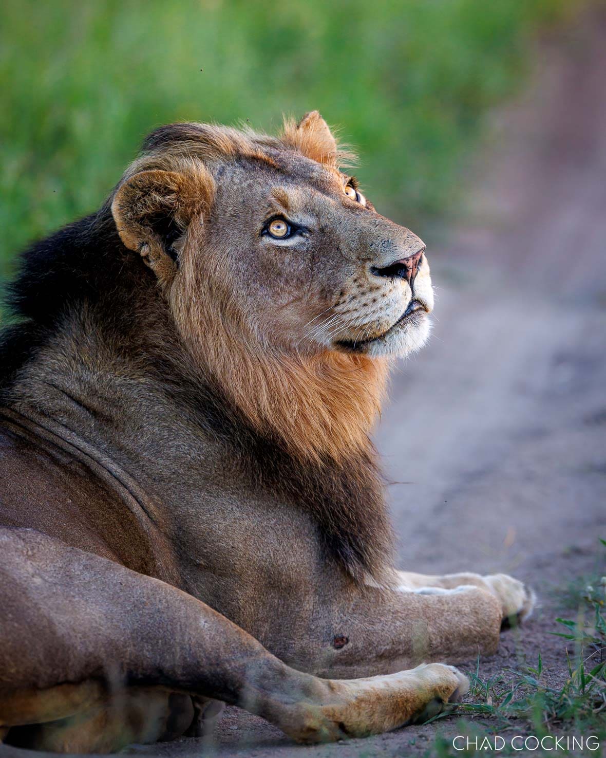 Older Sark Breakaway male lion resting in Timbavati