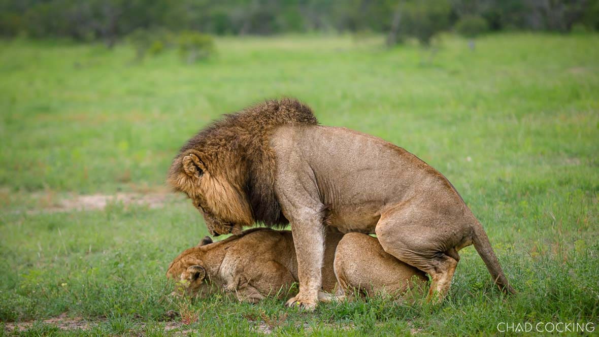 Vuyela male lion mating with Mayambula female in eastern Timbavati