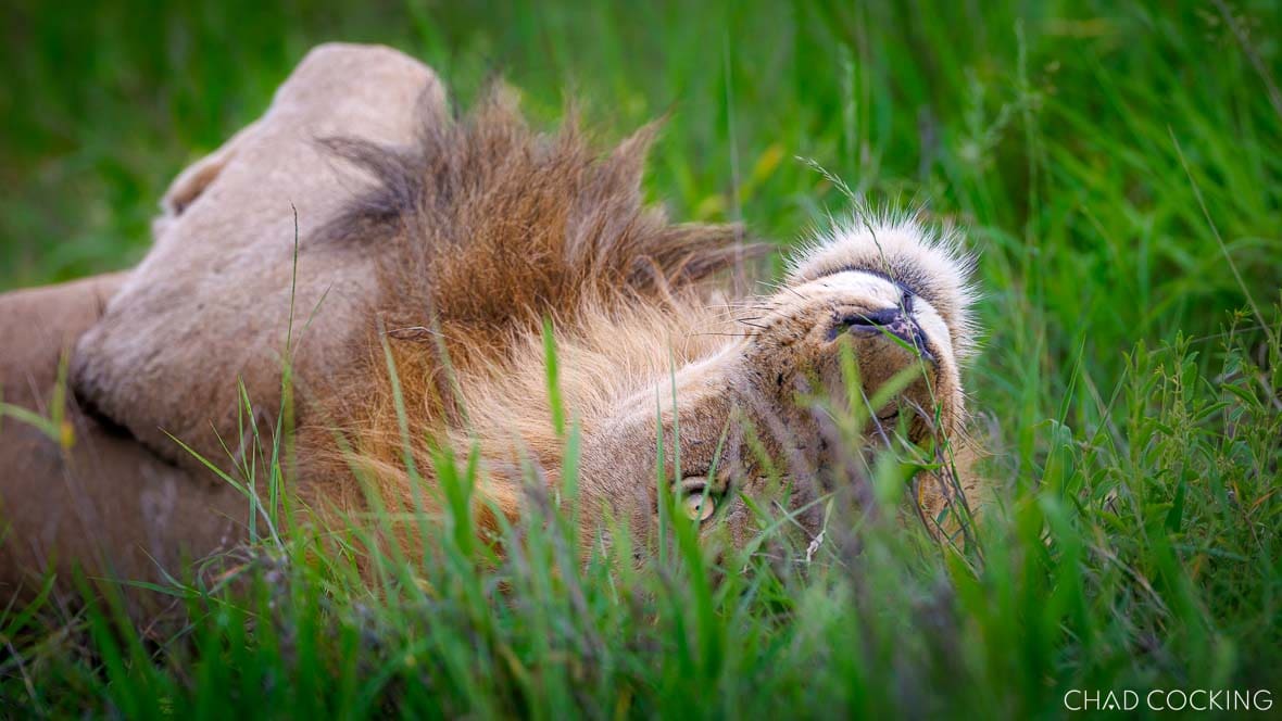 Male lion resting in tall green grass in Timbavati