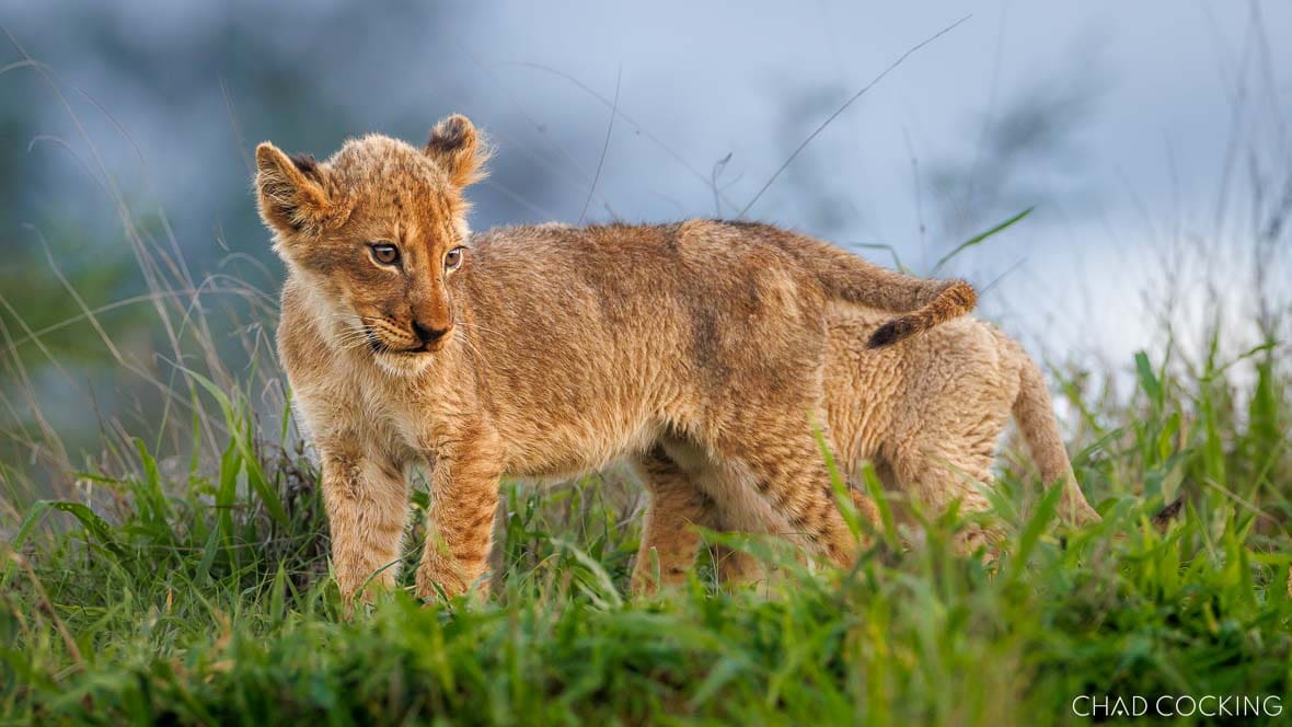 Young Giraffe Pride lion cub standing in green grass in Timbavati