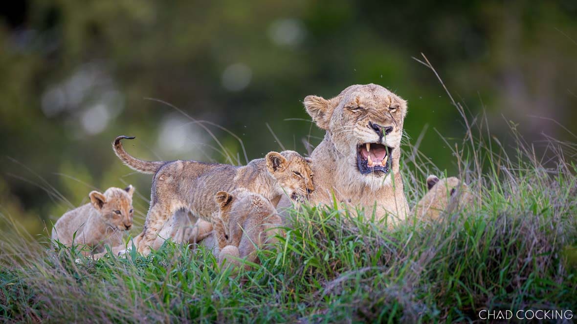 Giraffe Pride lioness with cubs resting in green summer grass