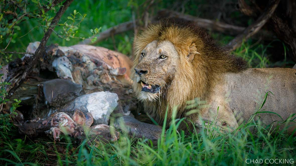 Male lion feeding on carcass in western Timbavati