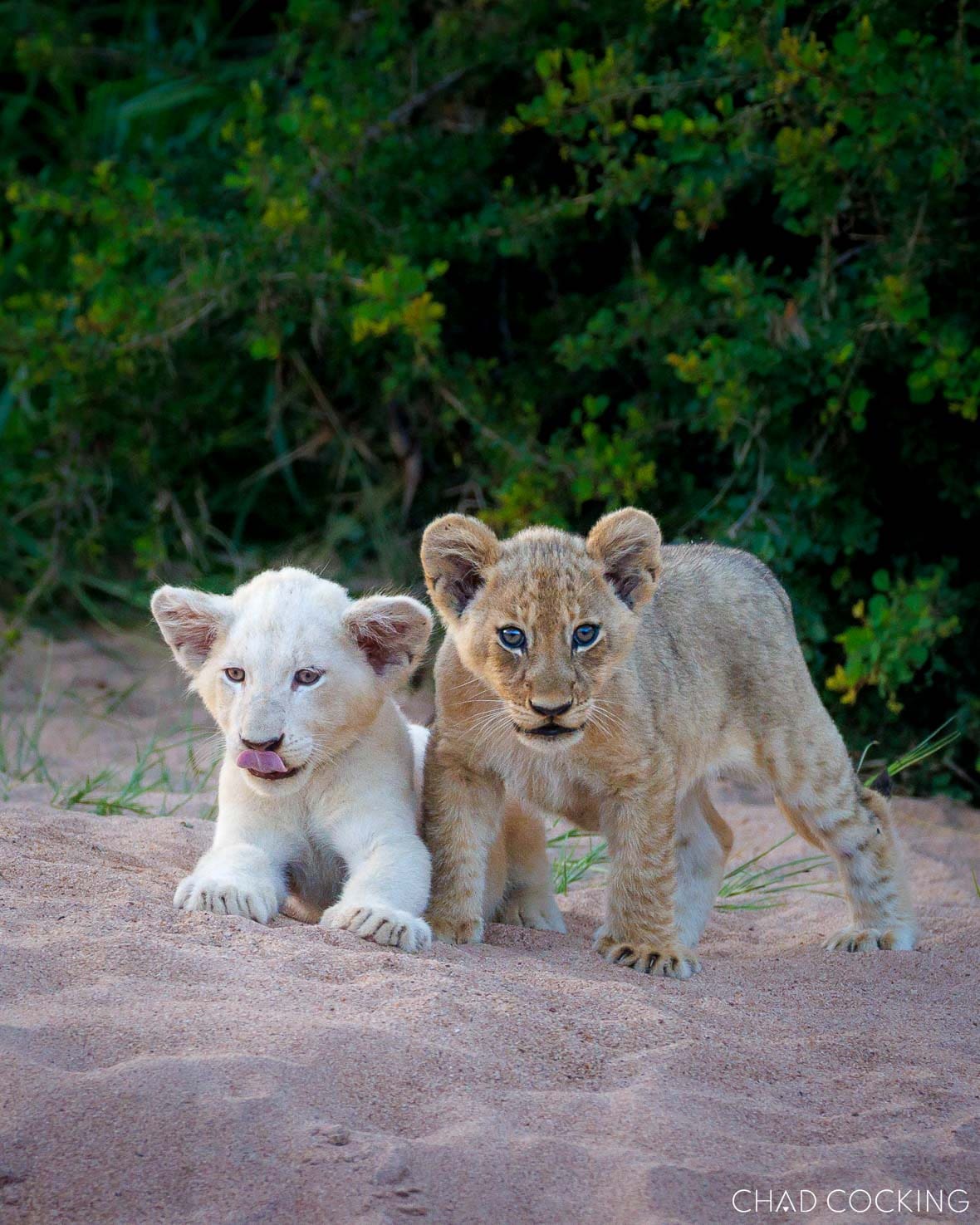White lion cub standing beside tawny sibling in Timbavati