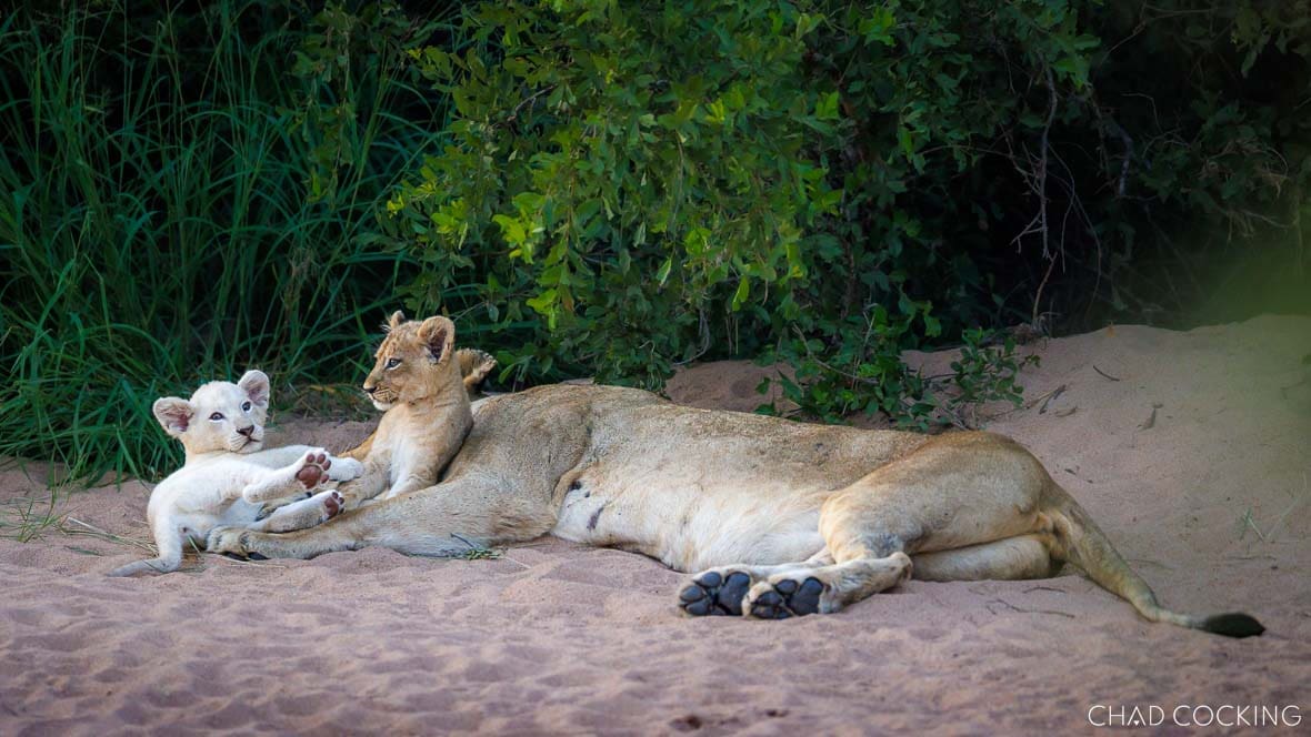 White lion cub resting beside lioness in Timbavati