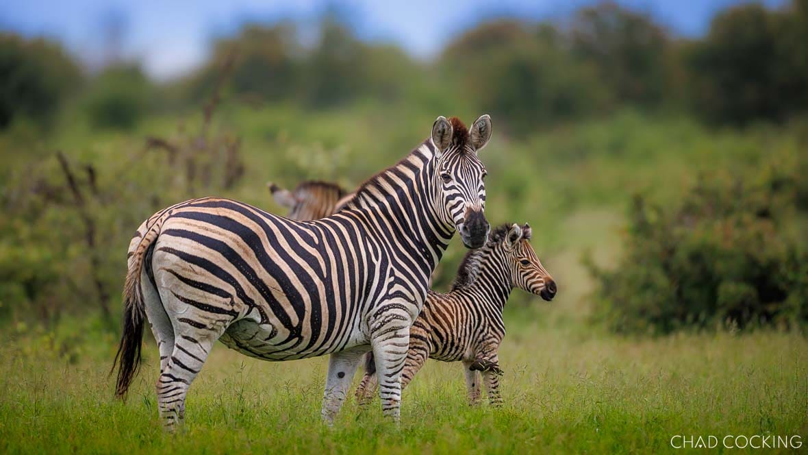 Zebra mare standing with young foal in green summer grass in Timbavati