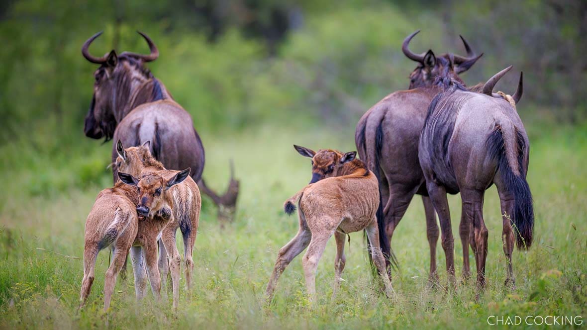 Young wildebeest calves walking alongside adults in summer grass