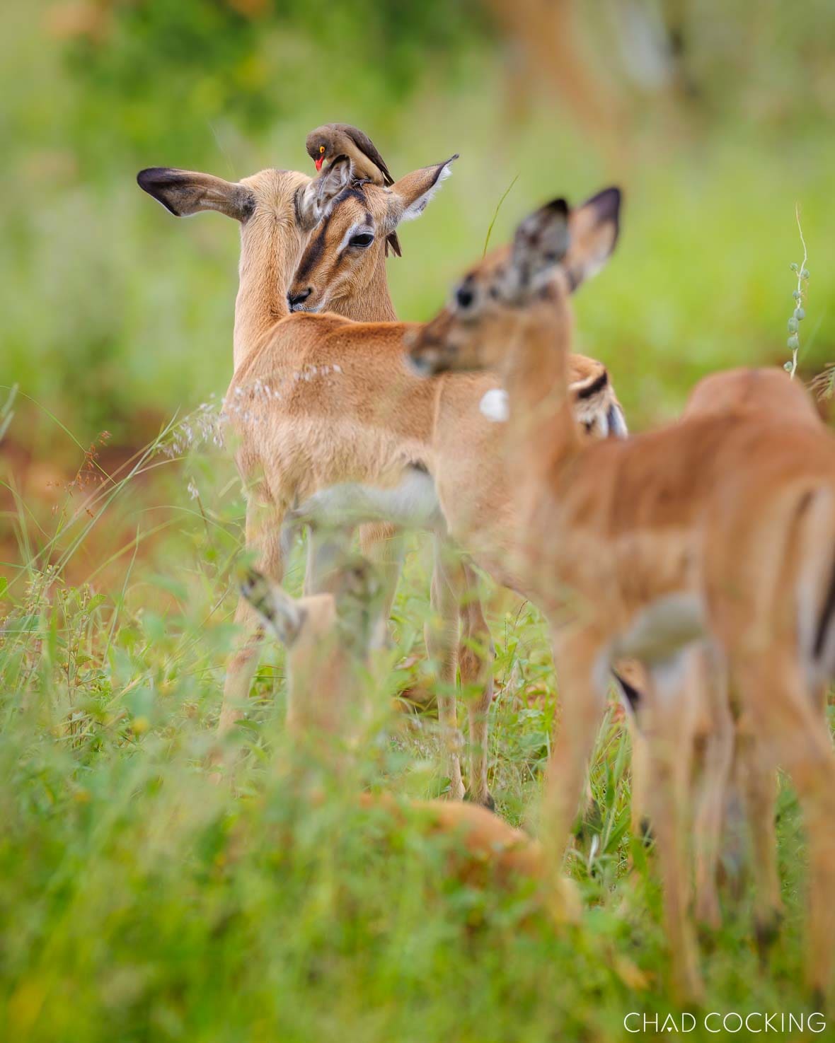 Impala with oxpecker perched on its head in summer grass