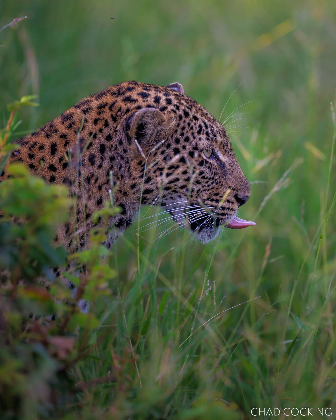 Leopard moving through tall green summer grass in Timbavati