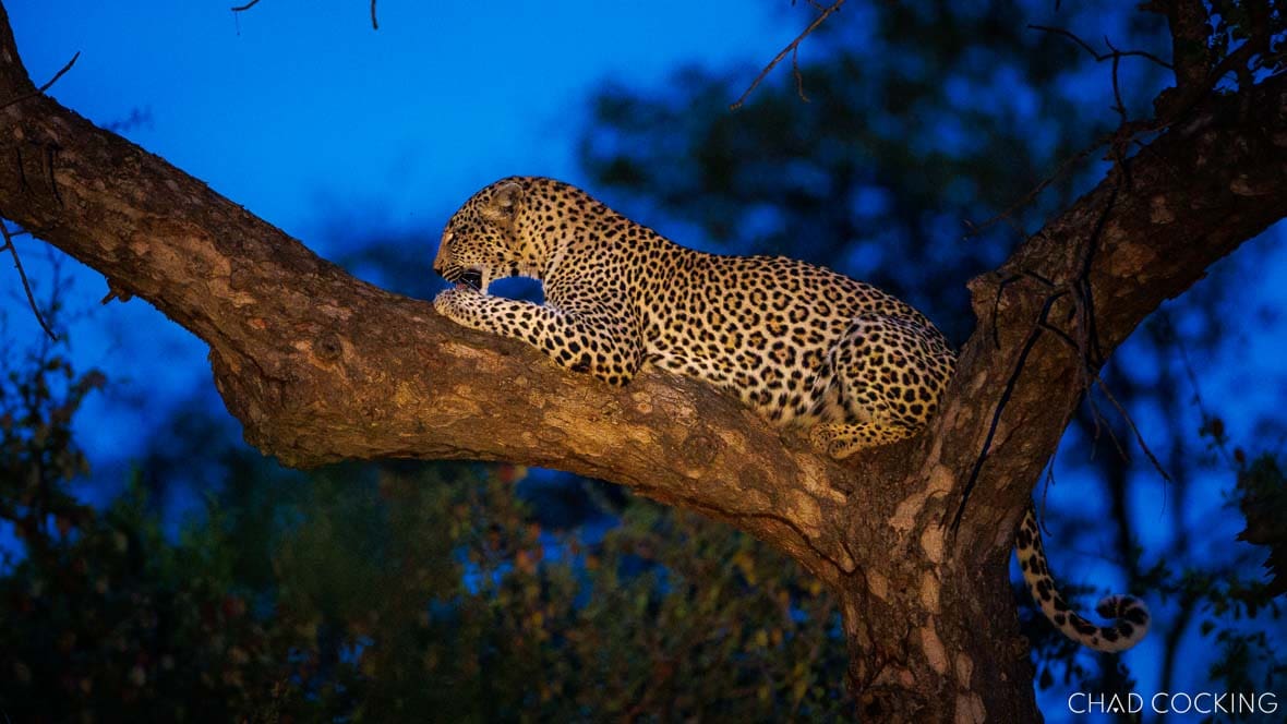 Leopard resting on marula tree branch at dusk in Timbavati